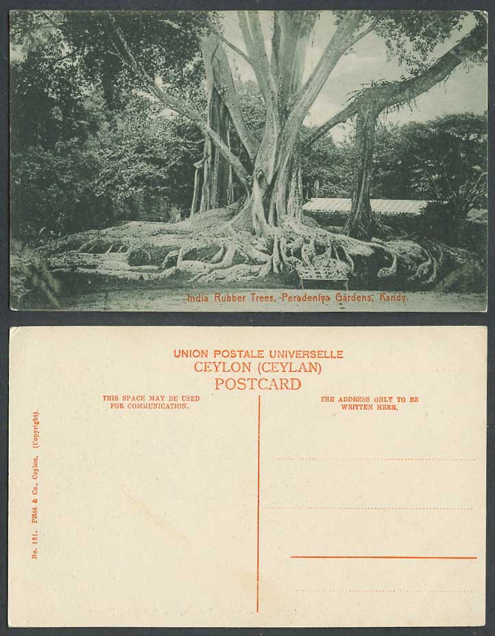 Ceylon Old Postcard India Rubber Trees Peradeniya Gardens Kandy Botanical Garden