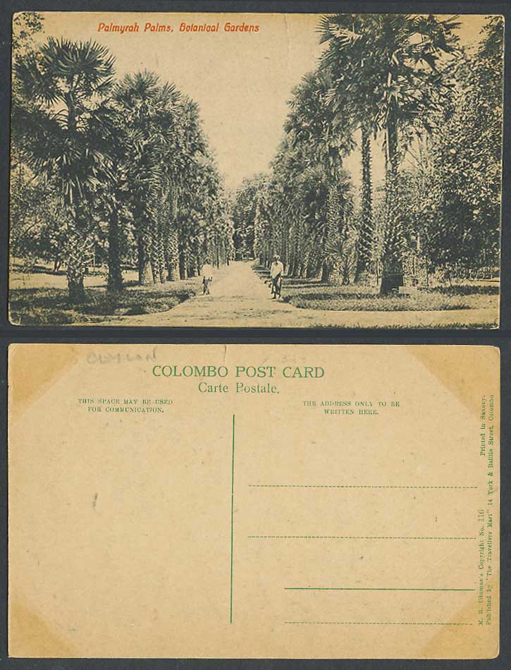 Ceylon Old Postcard Palmyrah Palms Botanical Gardens Palm Trees Botanic Gdn. 116