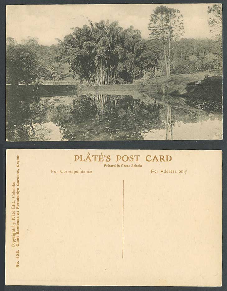 Ceylon Old Postcard Giant Bamboo, Peradeniya Gardens, Royal Botanical Garden 128