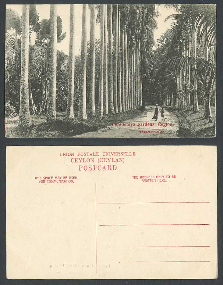 Ceylon Old Postcard Peradeniya Peredeniya Gardens, Palm Trees, Botanical Garden