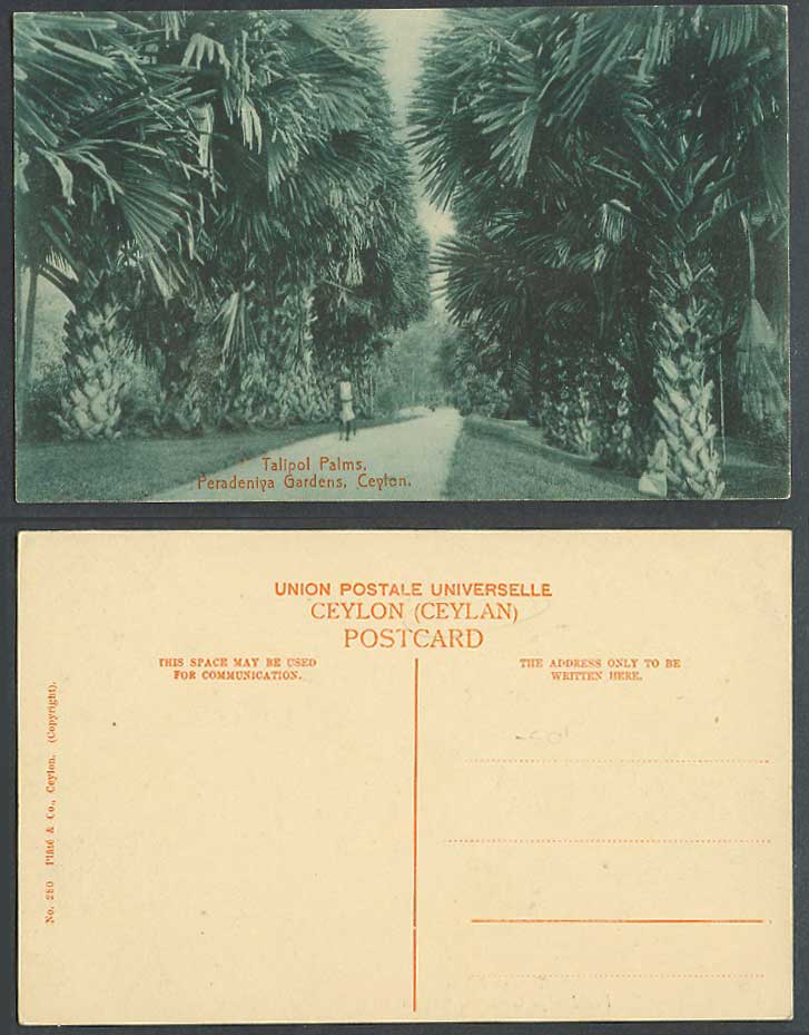 Ceylon Old Postcard Talipol Palms Peradeniya Gardens Palm Trees Botanical Garden
