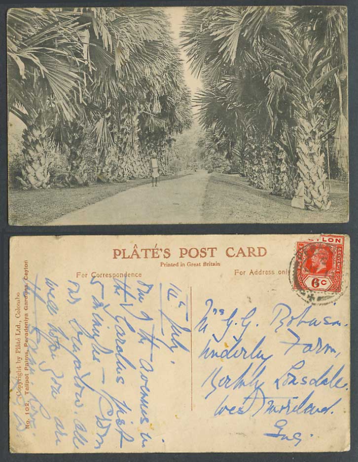 Ceylon KG5 6c 1916 Old Postcard Talipot Palms Peradeniya Gardens Palm Trees Ave.