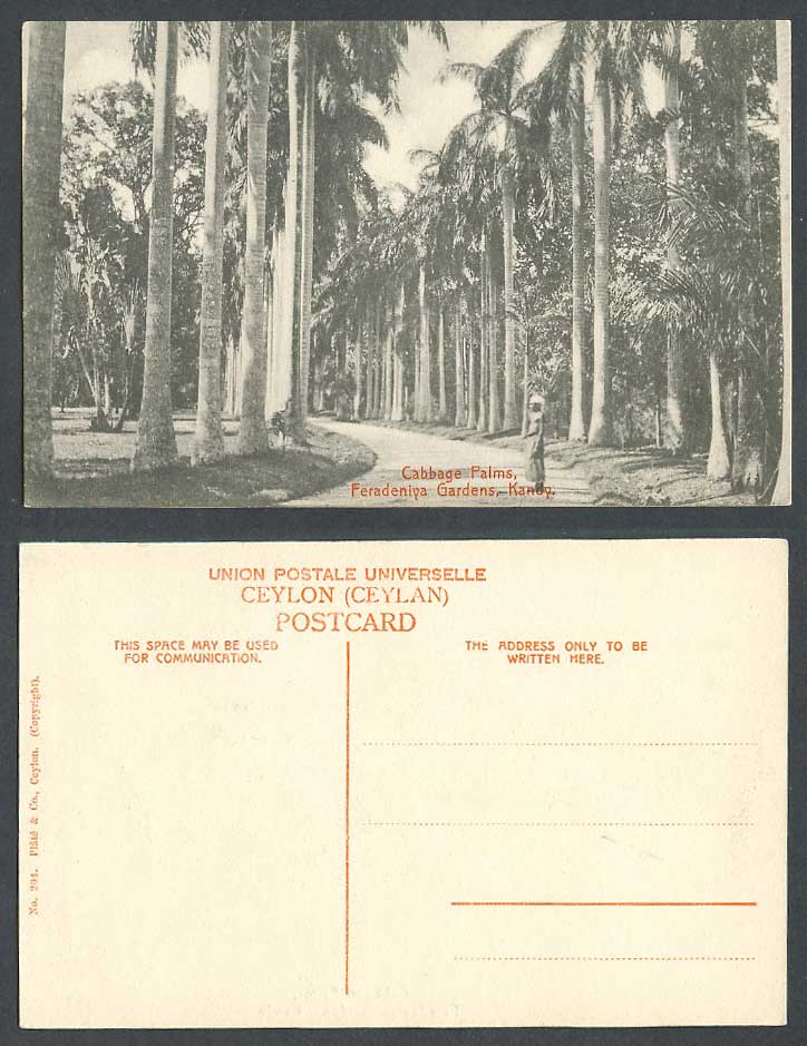 Ceylon Old Postcard Cabbage Palms Peradeniya Gardens Kandy Palm Trees Avenue Man