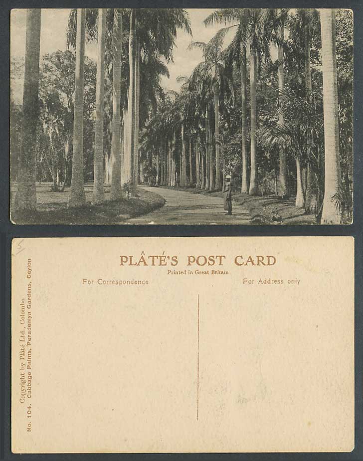 Ceylon Old Postcard Cabbage Palms Peradeniya Gardens Kandy Palm Trees Man No.104