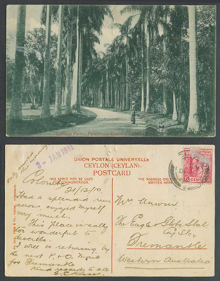 Ceylon KE7 6c 1911 Old Postcard Cabbage Palms Peradeniya Gardens Kandy Palm Tree