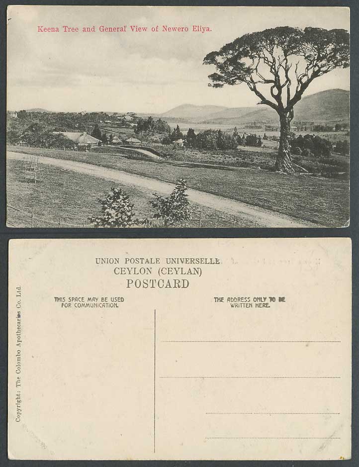 Ceylon Old Postcard Keena Tree and General View of Newero Nuwara Eliya, Panorama