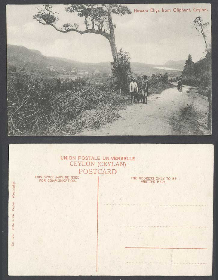 Ceylon Old Postcard Nuwara Eliya from Oliphant, Men with Dog Puppy Road Panorama