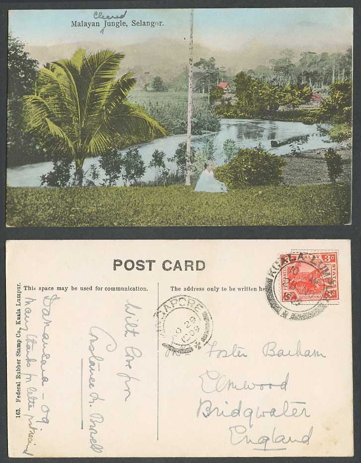 Selangor, FMS Tiger 3c 1909 Old Hand Tinted Postcard Malayan Jungle, River Scene