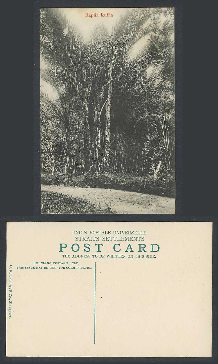 Singapore Old Postcard Raplia Ruffia Trees Raphia Farinifera Tree Straits Settle