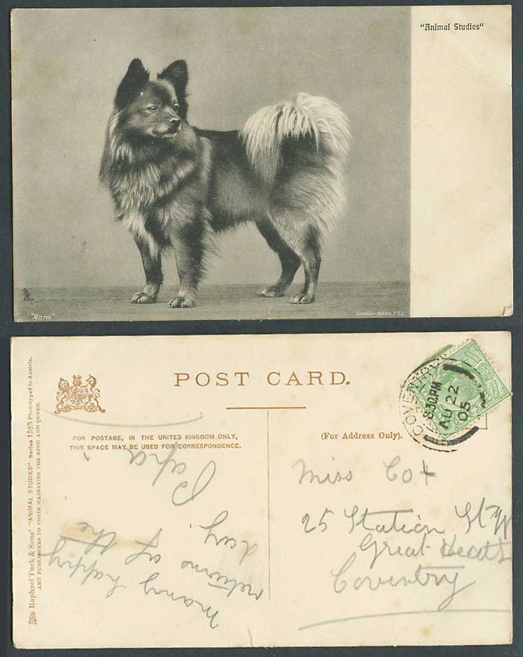 Dog Puppy, Marco, Gambier Bolton F.Z.S. 1905 Old Postcard Tuck's Animal Studies