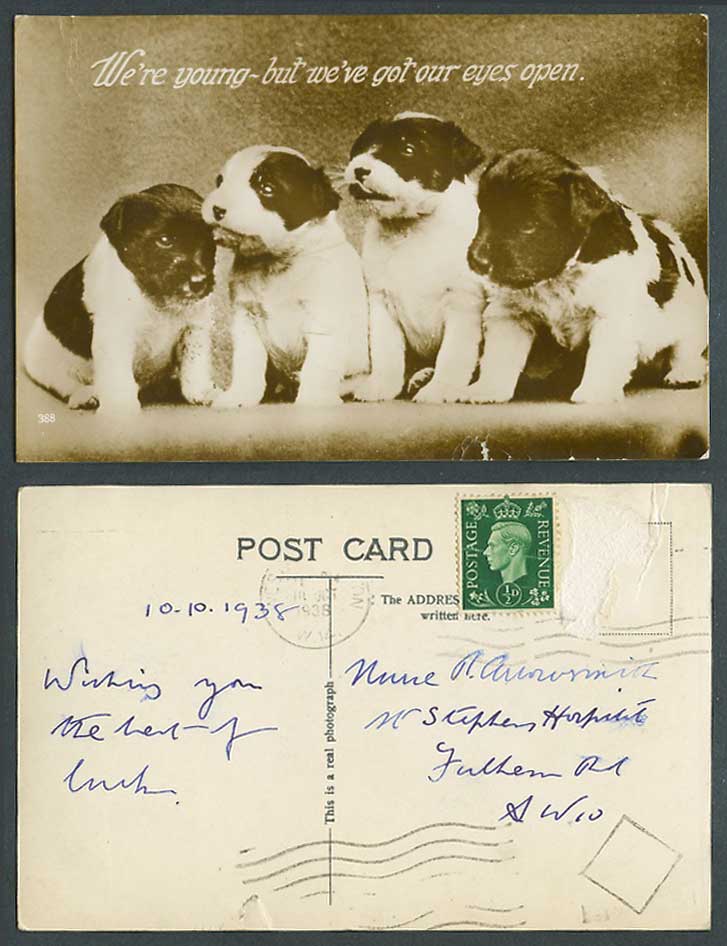 Dogs Puppies We're Young But We've Got Our Eyes Open Dog Puppy 1938 Old Postcard
