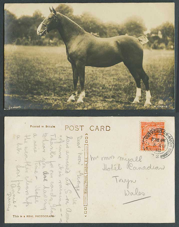 A Beautiful Horse Pony Animal Old Real Photo Postcard GH Parsons A.1748-2 Rotary