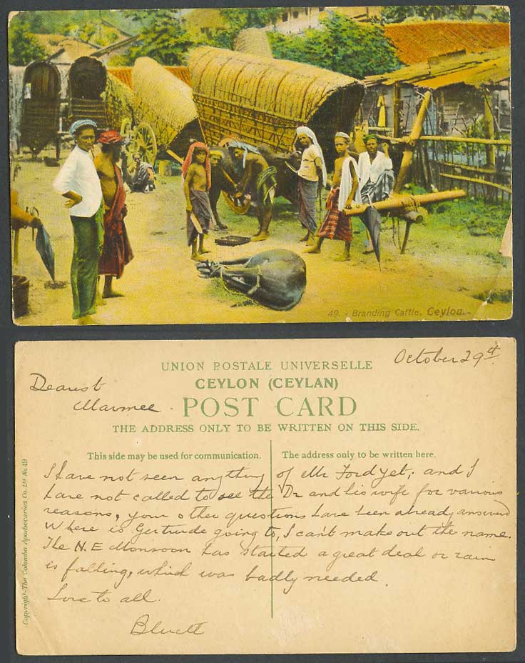 Ceylon Old Colour Postcard Branding Cattle, Colombo, Native Bullock Carts Ethnic