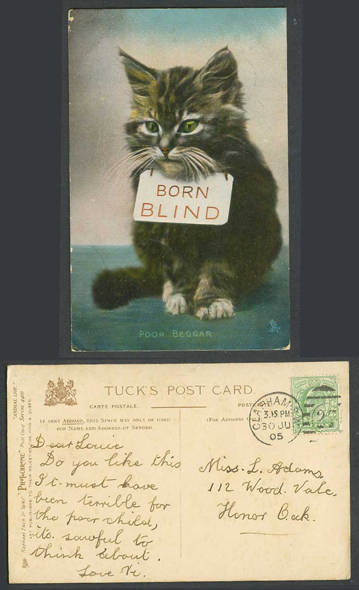 Cat Kitten Born Blind Poor Beggar 1905 Old Color Postcard Tuck's Animal Life Pet