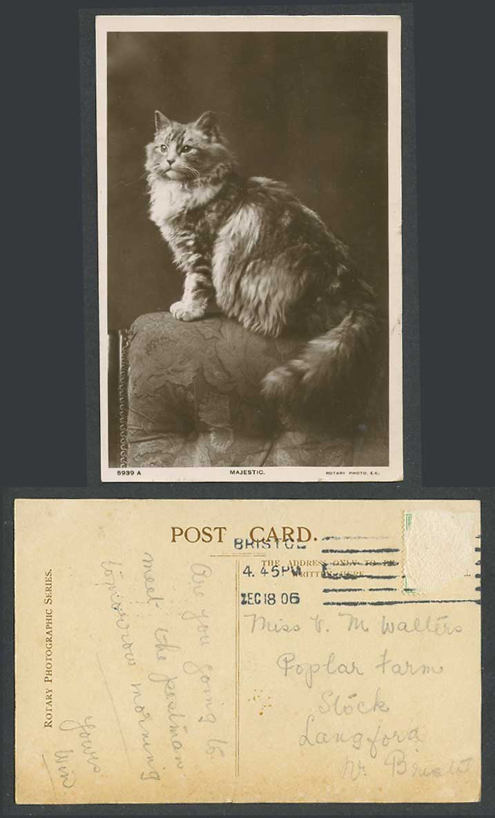 Cat Kitten, Majestic 1906 Old Real Photo Postcard Pet Animal Rotary Photographic