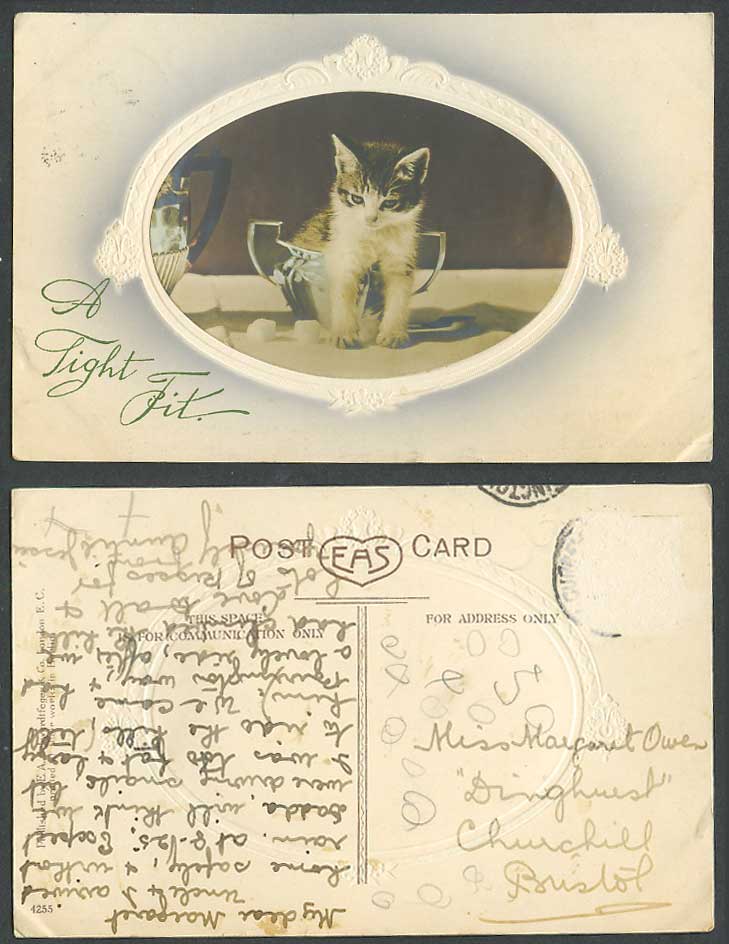 Cat Kitten A Tight Fit Pet Animal Old Embossed Colour Postcard E.A Schwerdtfeger