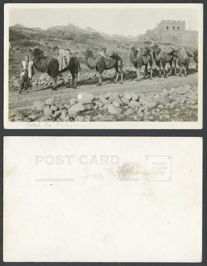 China Great Wall, Coal to Pekin Mongolian Camels Caravan Old Real Photo Postcard