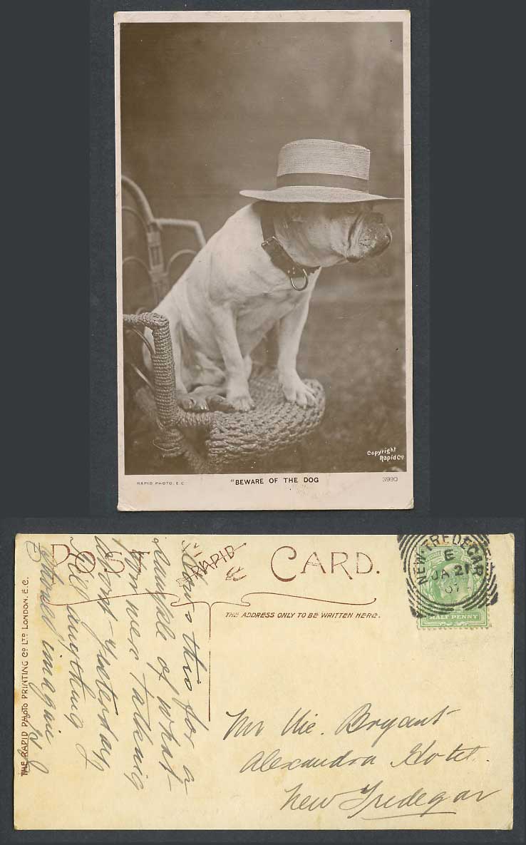 Bulldog Bull Dog Puppy Beware of The Dog Hat Collar 1907 Old Real Photo Postcard