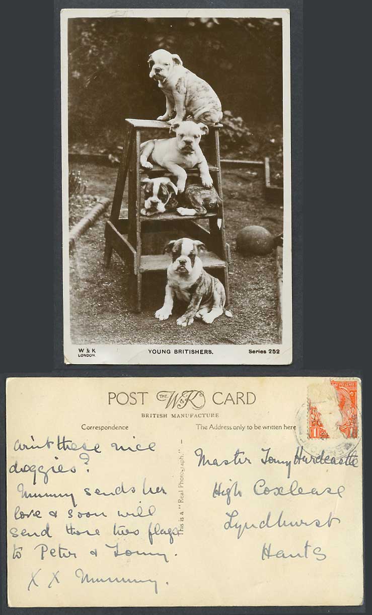 Bulldog Bull Dog Dogs Puppy Puppies Young Britishers Ladder Old R Photo Postcard