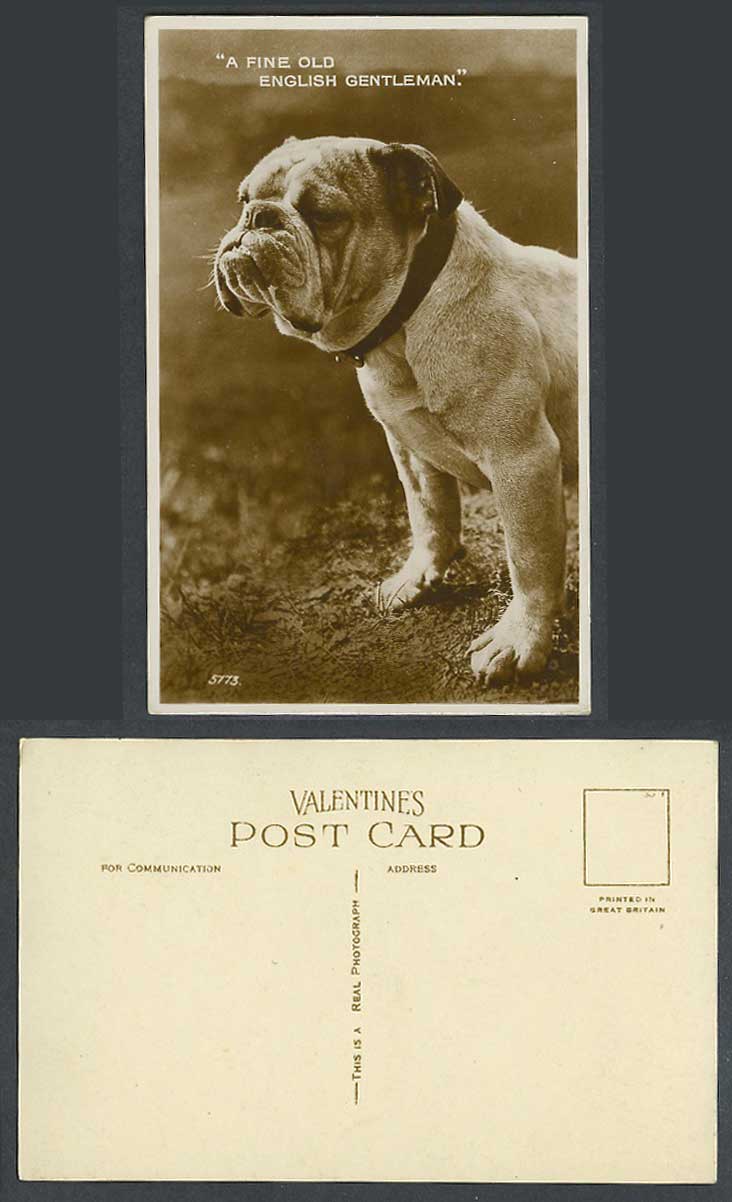 Bulldog Bull Dog Puppy A Fine Old English Gentleman Old Real Photo Postcard 5773