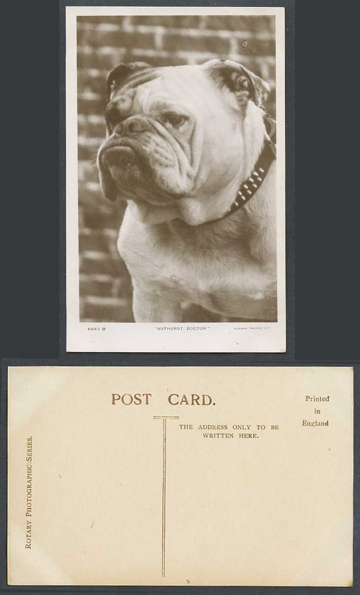 Bulldog Bull Dog Puppy Nuthurst Doctor Old Real Photo Postcard Rotary Photograph