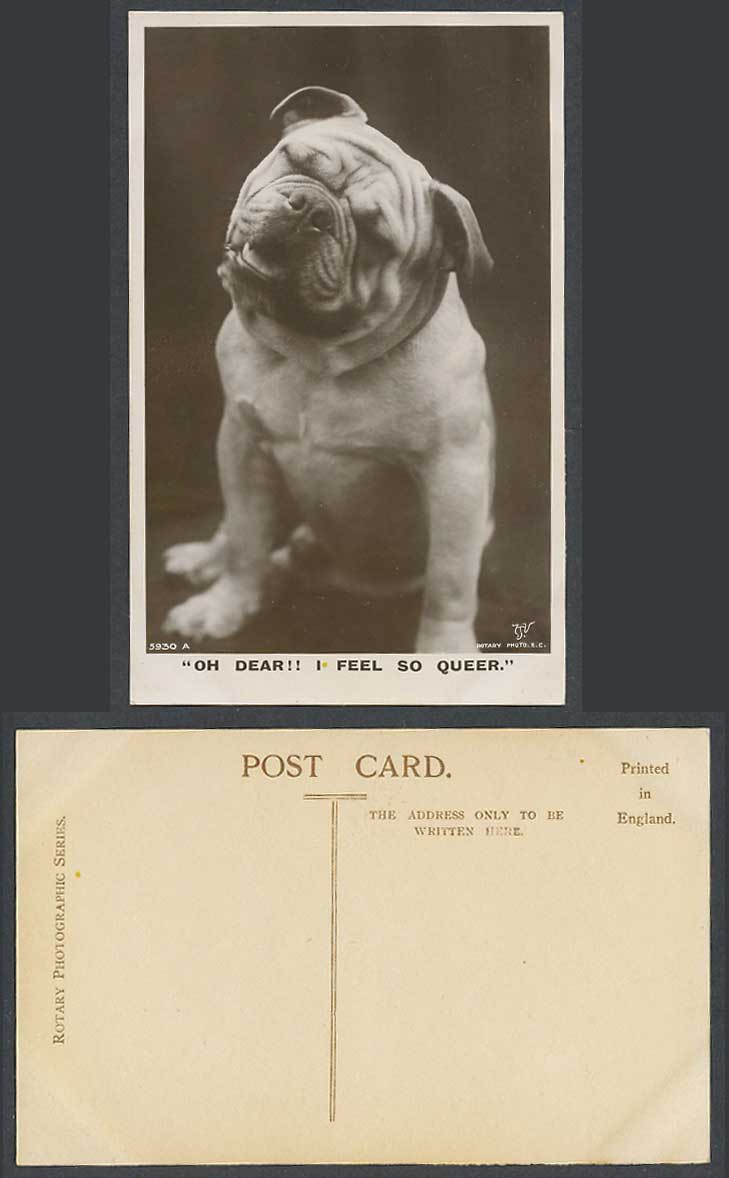 Bulldog Bull Dog Puppy, Oh Dear! I Feel So Queer Old Real Photo Postcard Rotary