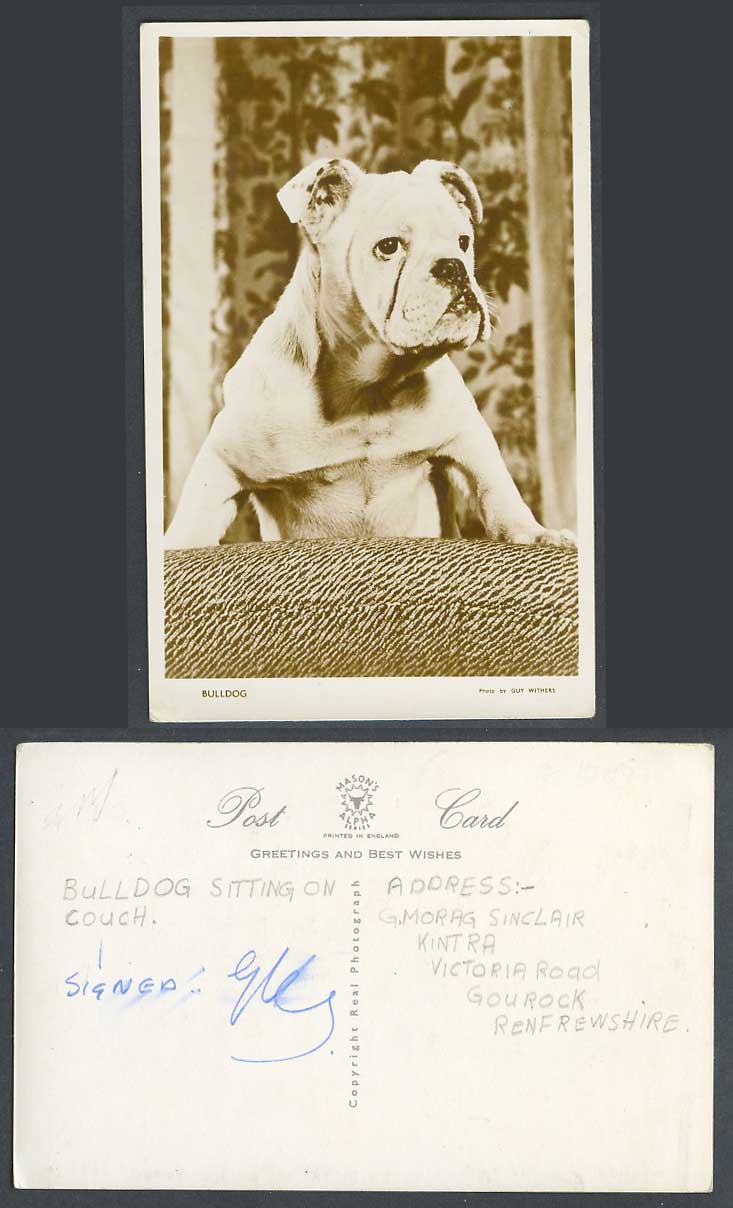 Bulldog Bull Dog Puppy Sitting on Couch Pet Old RP Postcard Photo by Guy Withers