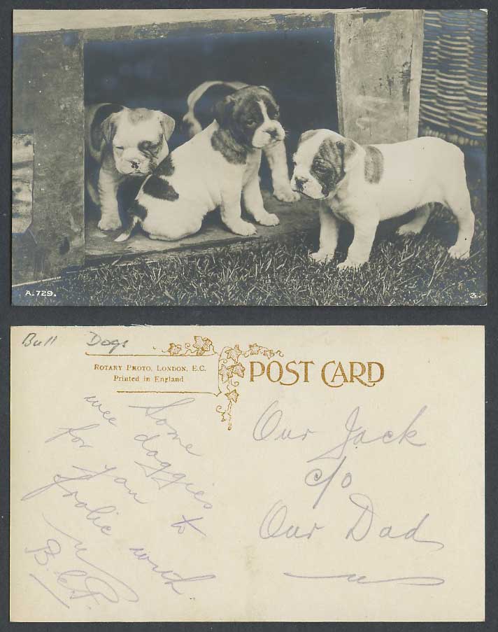 Bulldog Bulldogs Bull Dog Dogs Puppy Puppies Old Real Photo Postcard Pet Animals