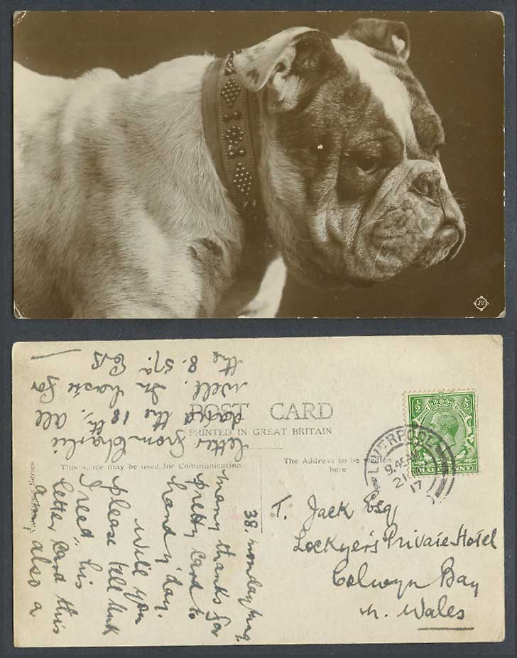 Bulldog Bull Dog Puppy, Beautiful Collar 1917 Old Real Photo Postcard Pet Animal