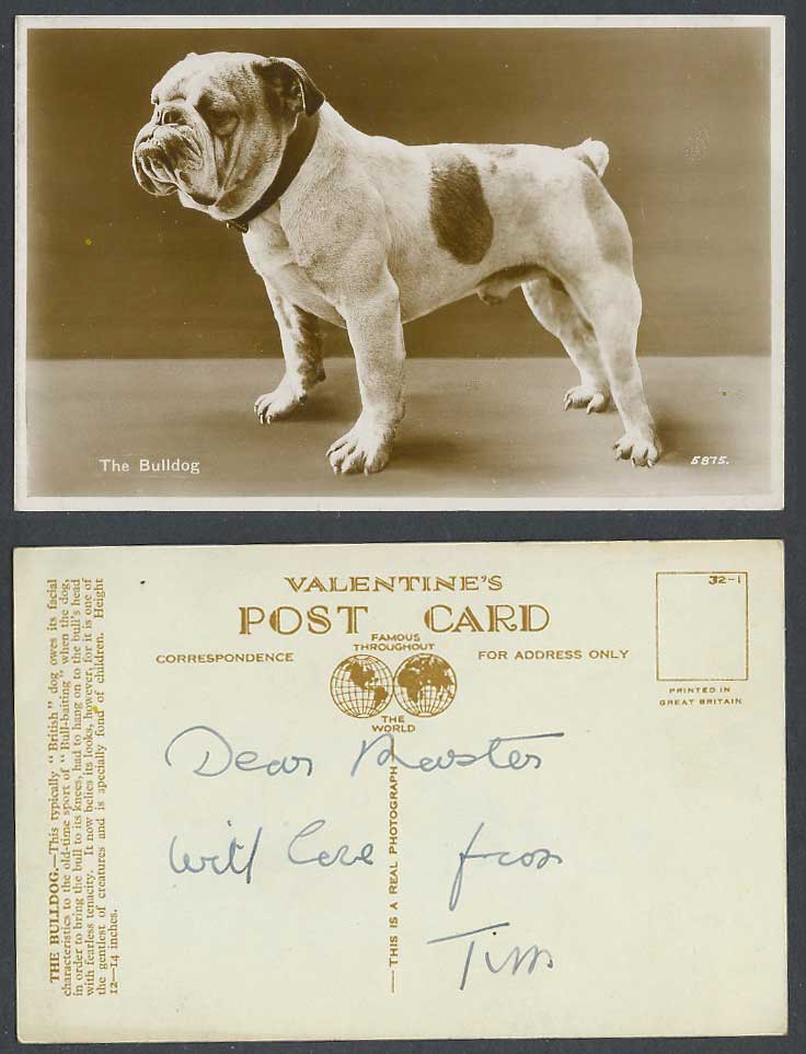 The Bulldog, British Bull Dog Puppy, Bull-baiting Sport Old Real Photo Postcard