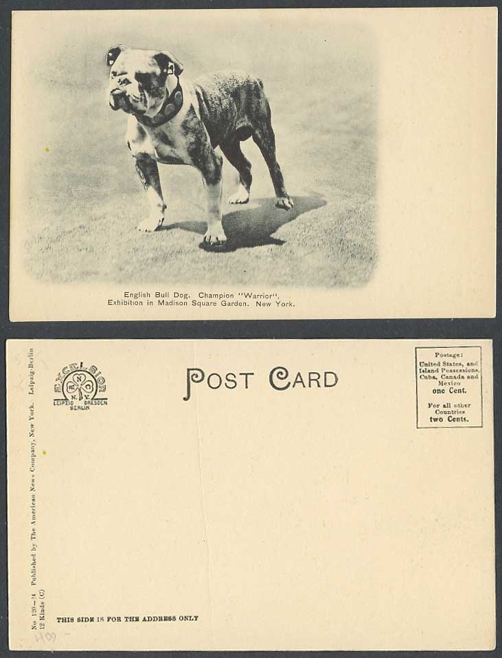 Bulldog English Bull Dog Champion Warrior Exhibition Madison Sq Gdn Old Postcard