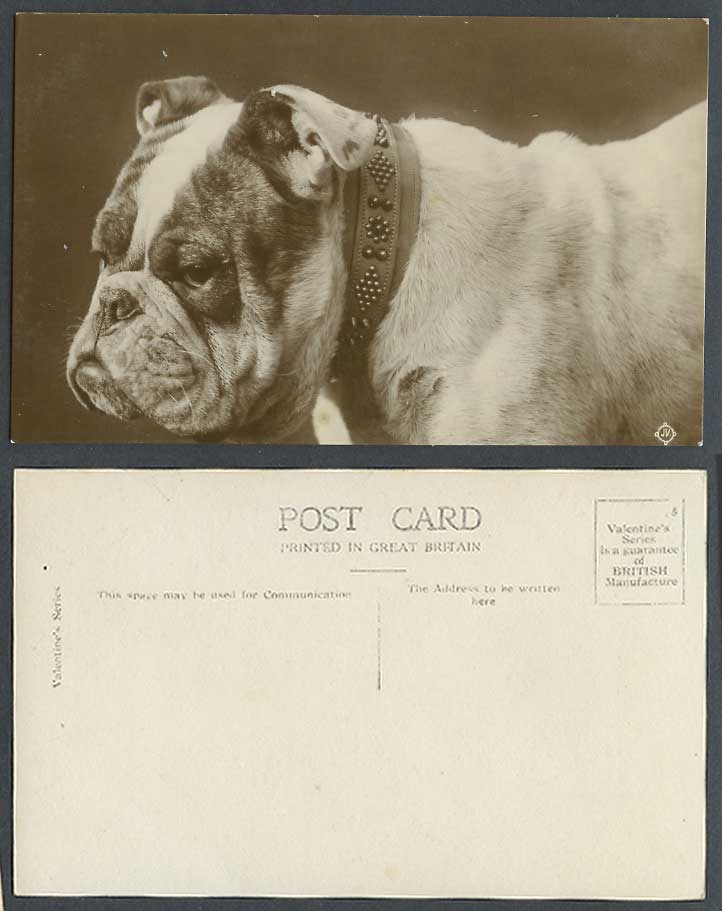 Bulldog Bull Dog Puppy and Collar Old Real Photo Postcard Pet Animal Valentine's
