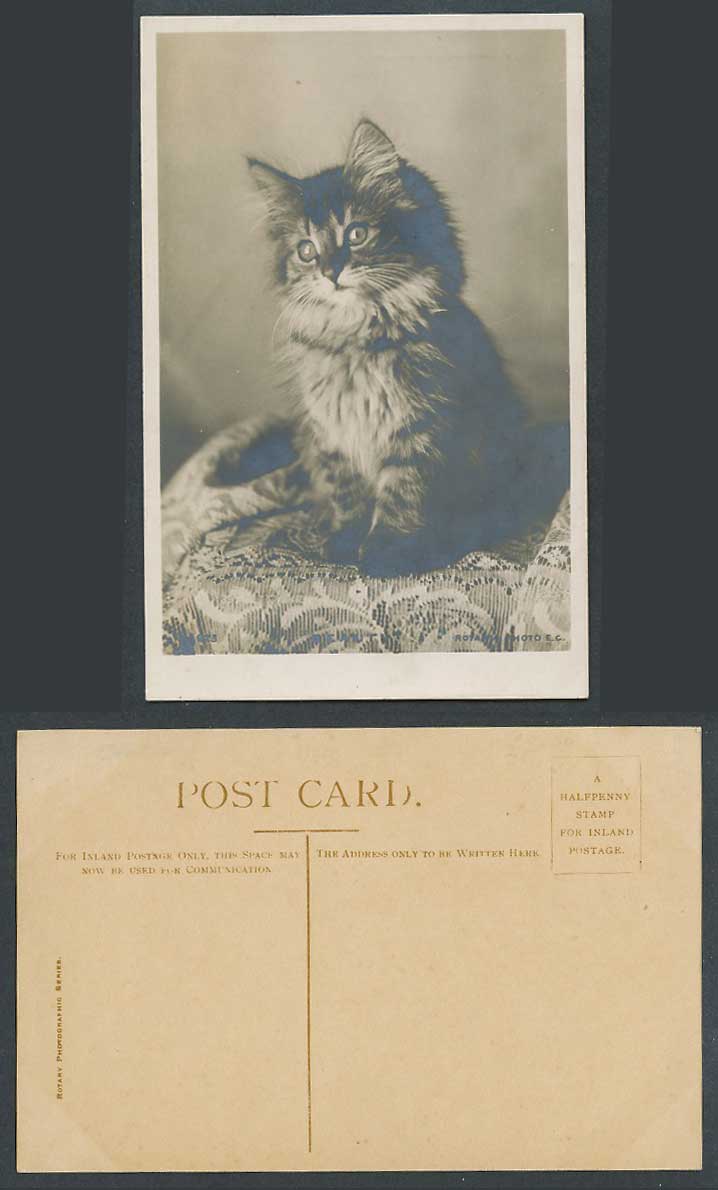 Cat Kitten Beauty, Pet Animal Old Real Photo Postcard Rotary Photographic Series
