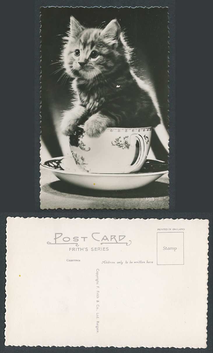 Cat Kitten in a Tea Cup Saucer Pet Animal Frith's Series Old Real Photo Postcard