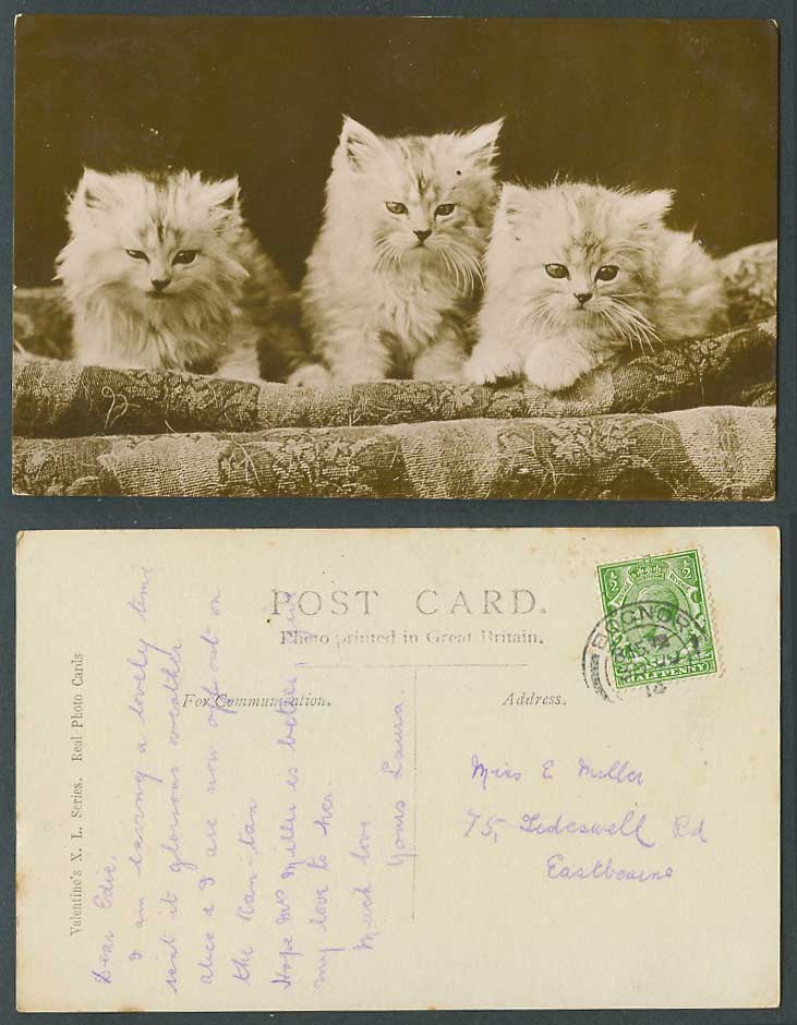 Cats Kittens Pussy Cat Kitten 1914 Old Real Photo Postcard Valentine's XL Series