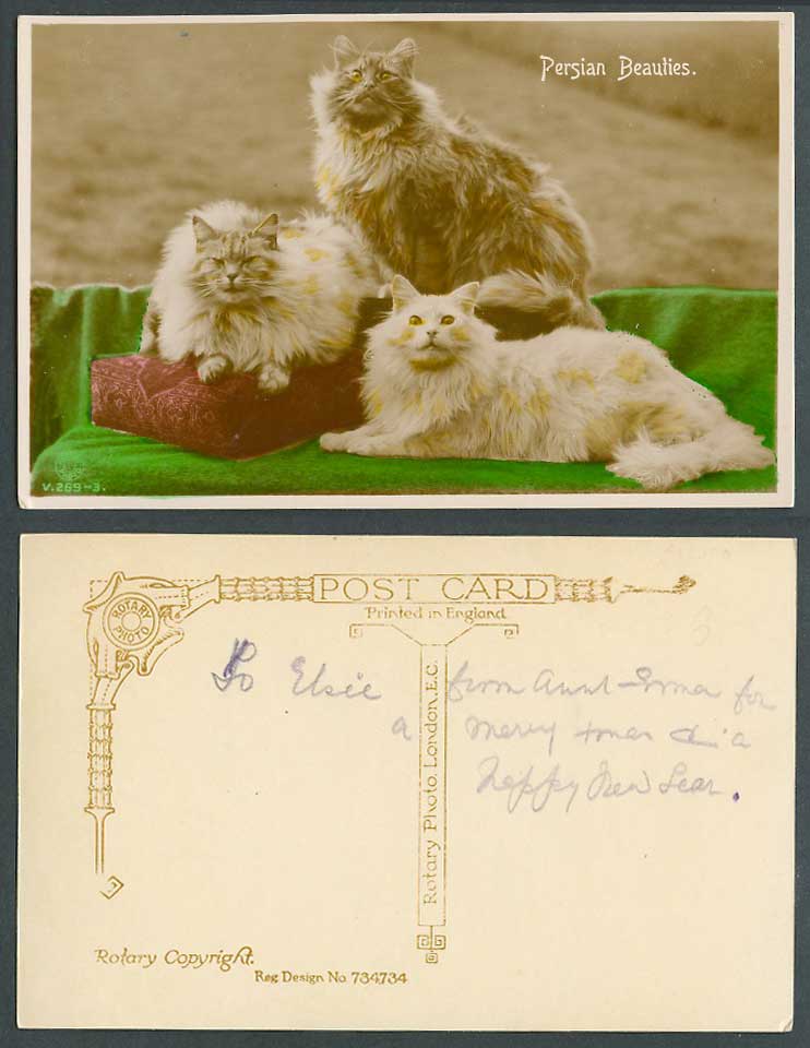 Cats Kittens Persian Beauties, Cushion Cat Kitten Old Colour Real Photo Postcard