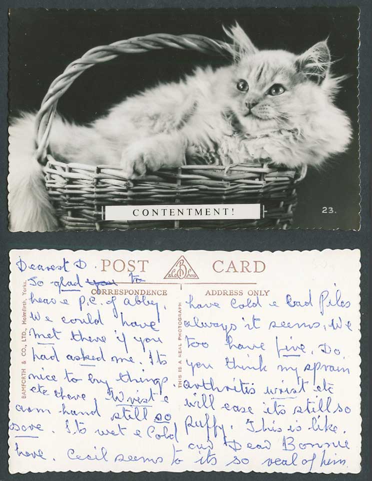 Persian Cat Kitten in Basket Contentment! Old Real Photo Postcard Bamforth & Co.