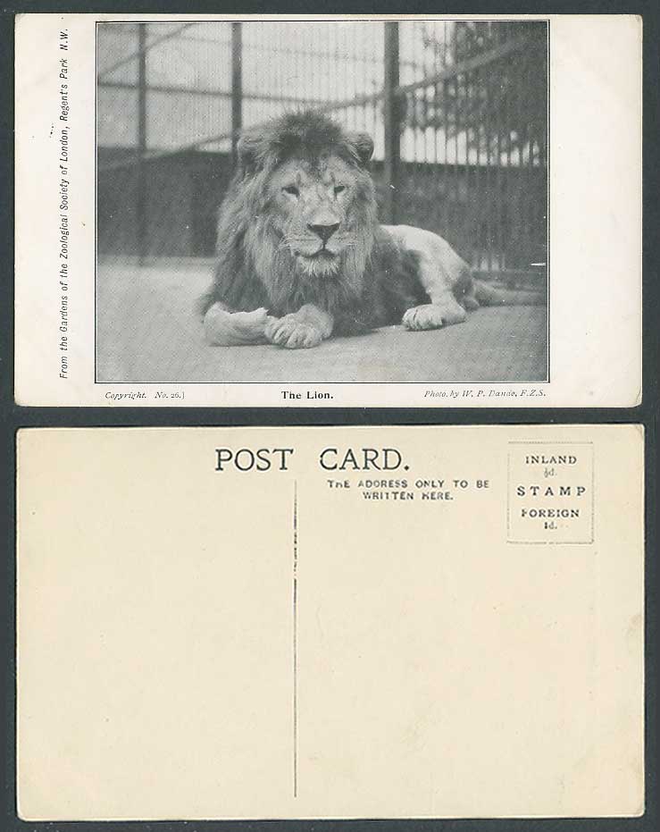 The Lion in Cage, London Zoo Animal, Photo by W.P. Dando F.Z.S. Old Postcard