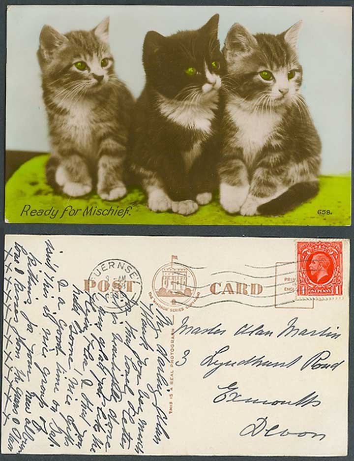 Cats Kittens Ready for Mischief Pets Animals 1936 Old Real Photo Colour Postcard
