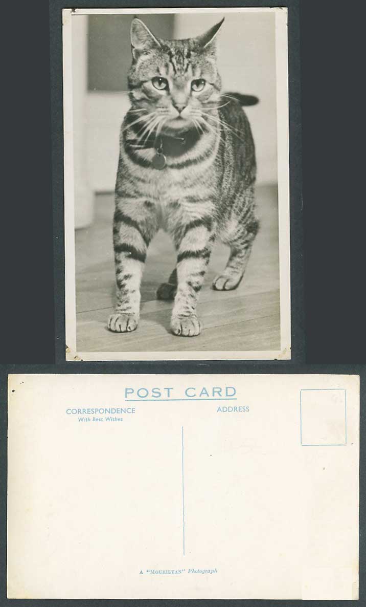 Cat Kitten wear Collar, Pet Animal Old Real Photo Postcard A Mouriyan Photograph
