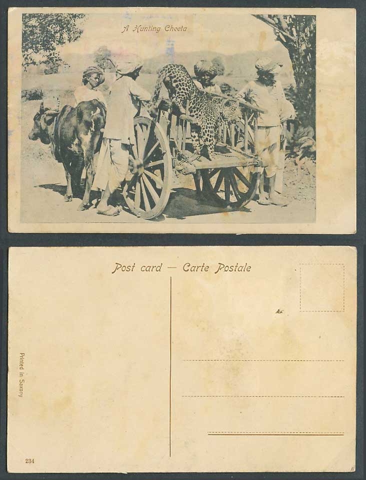 India Old Postcard A Hunting Cheeta Leppard Native Hunters Cattle Drawn Cart 234