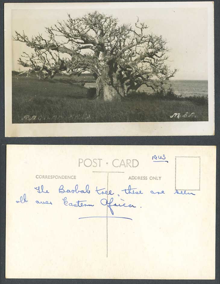 Kenya 1943 Old Real Photo Postcard Mombasa Baobab Tree Trees over Eastern Africa