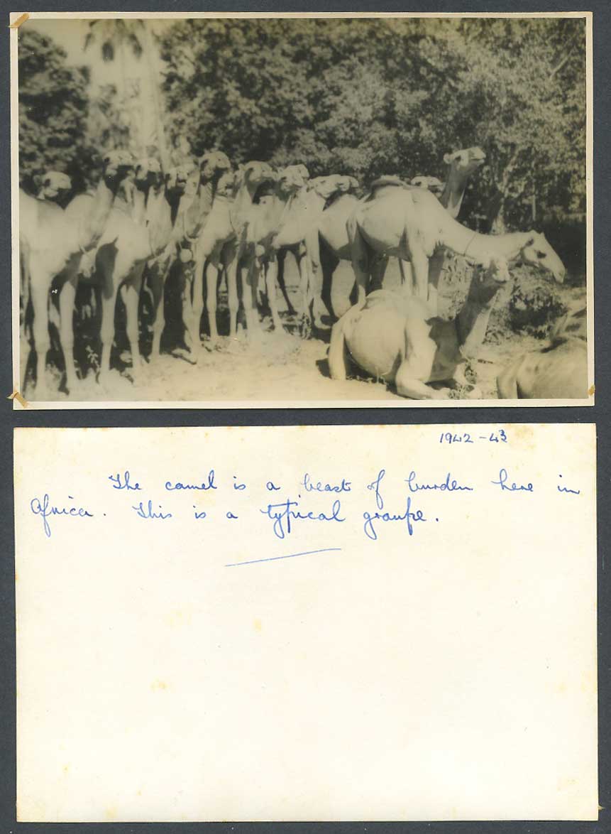 Kenya 1942 - 43 Old Real Photo Mombasa Camels Camel, a Beast of burden in Africa