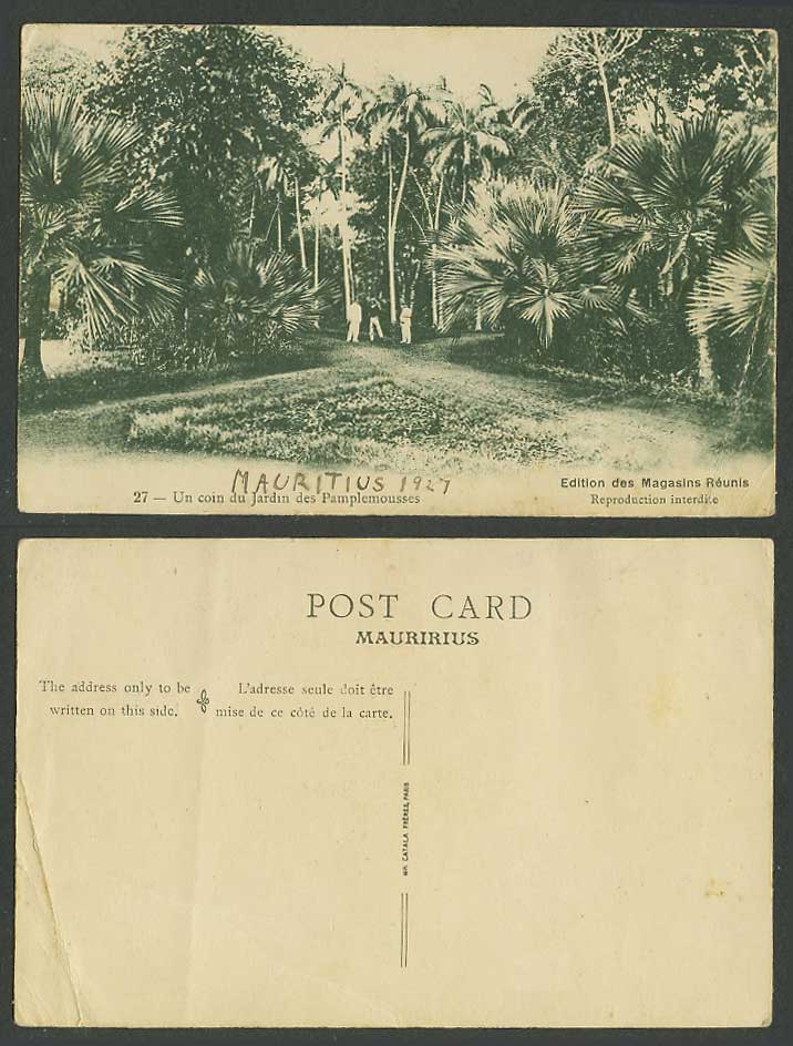 Mauritius 1927 Old Postcard Coin du Jardin des Pamplemousses, Botanic Gdn Corner