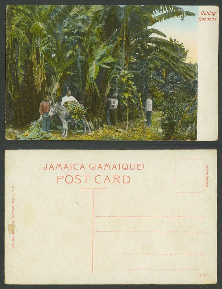 Jamaica Old Colour Postcard Natives Cutting Bananas, Donkey Men Banana Trees BWI