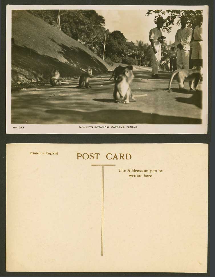 Penang Old Real Photo Postcard Monkey Monkeys, Botanical Gardens Botanic Garden