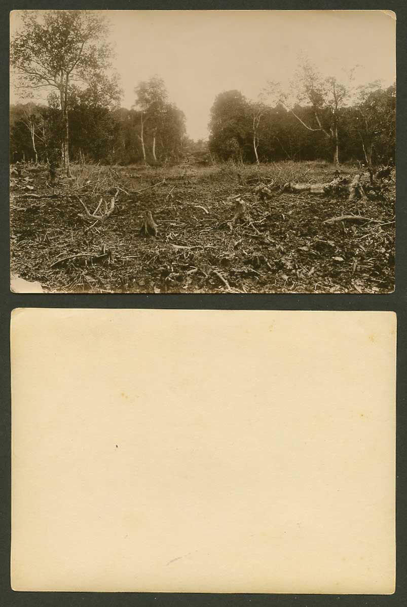 Singapore Old Real Photo, Rubber Trees, Clearing the Ground, Straits Settlements