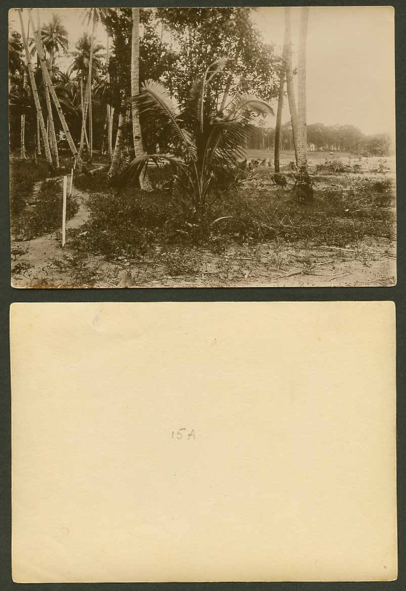Singapore Old Real Photo, Palm Trees, Road Path, 15A written on back, Malaya