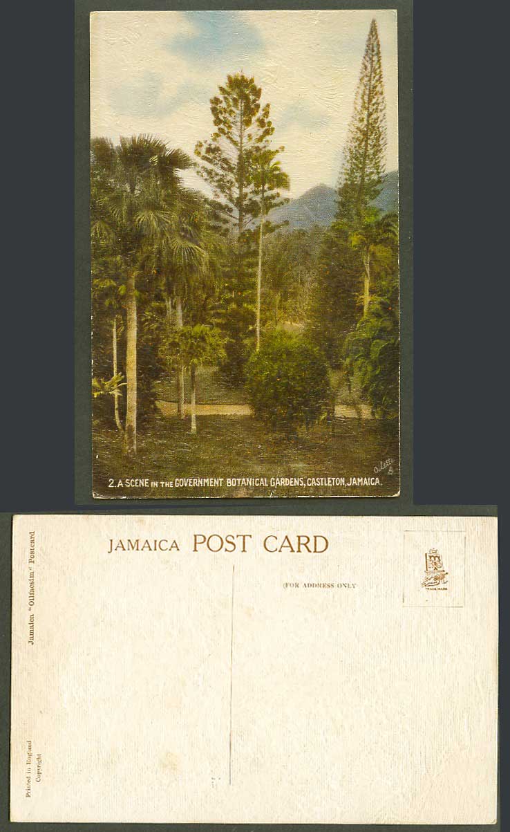 Jamaica Old Colour Postcard Government Botanical Gardens, Castleton, Oilfacsim 2