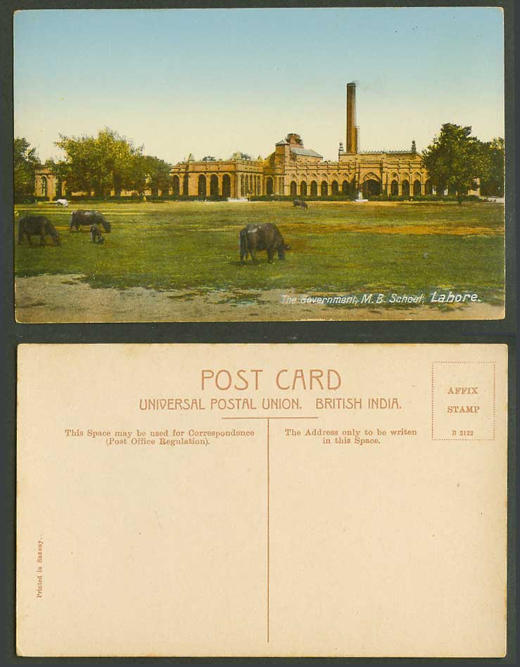Pakistan British India Old Postcard Lahore The Government M.B. School Cattle Cow